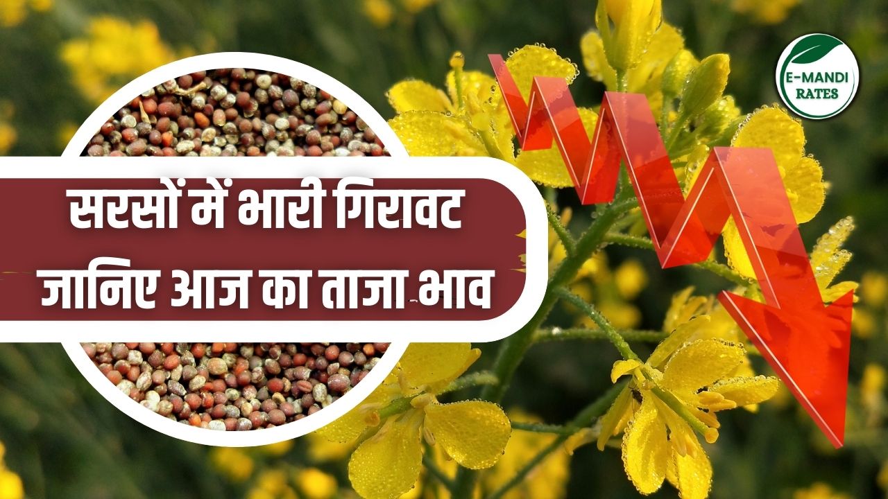 Aaj Ka Sarso Bhav