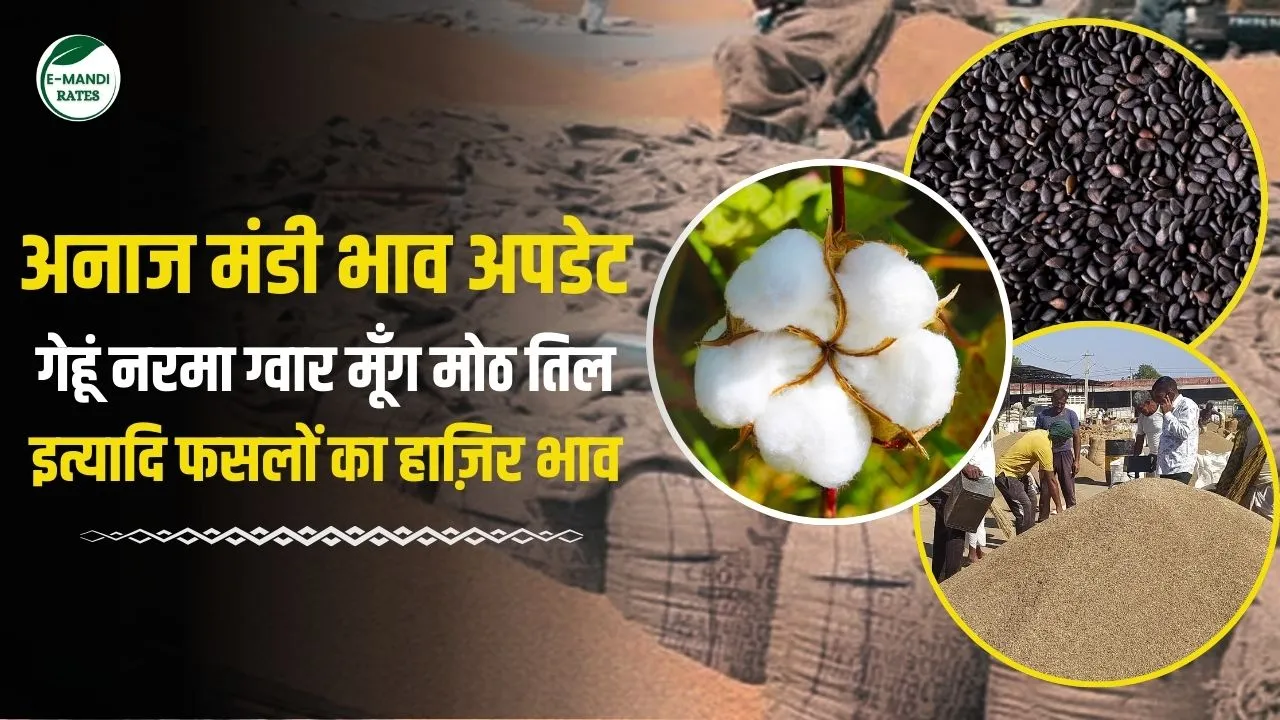 Anaj Mandi Bhav