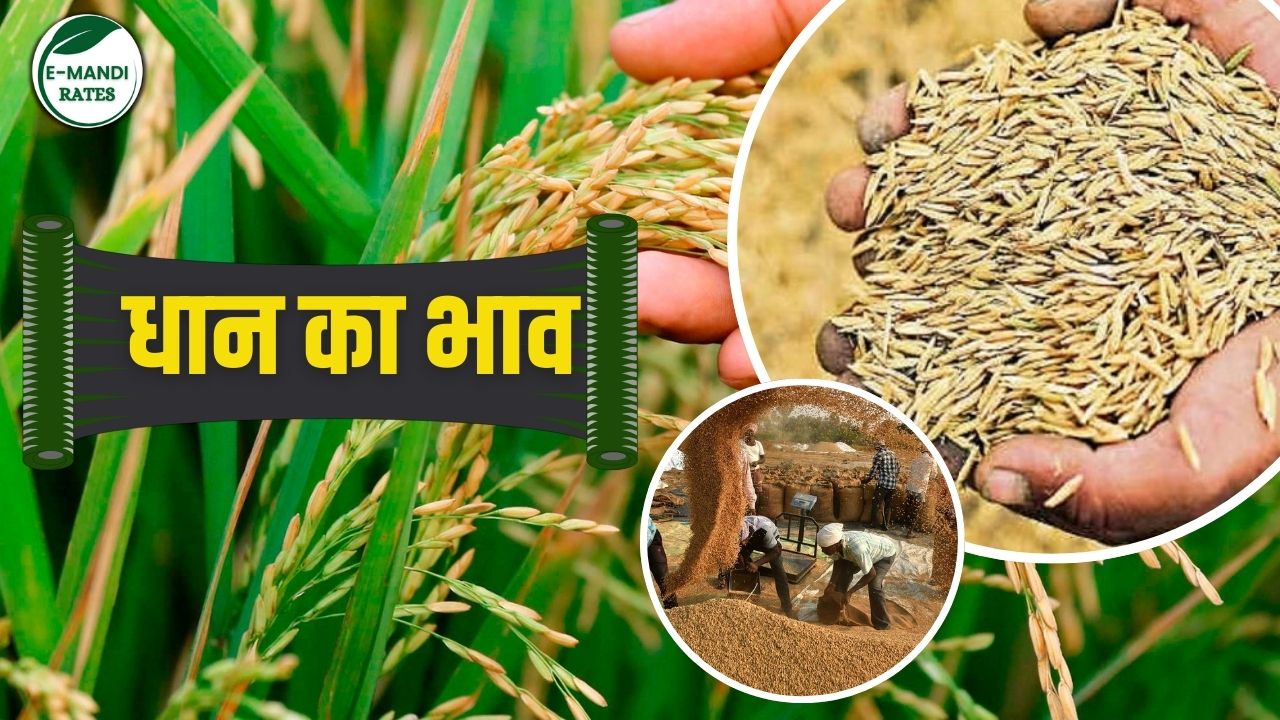 Dhan Bhav