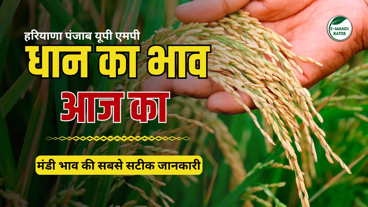 Dhan Ka Bhav Today