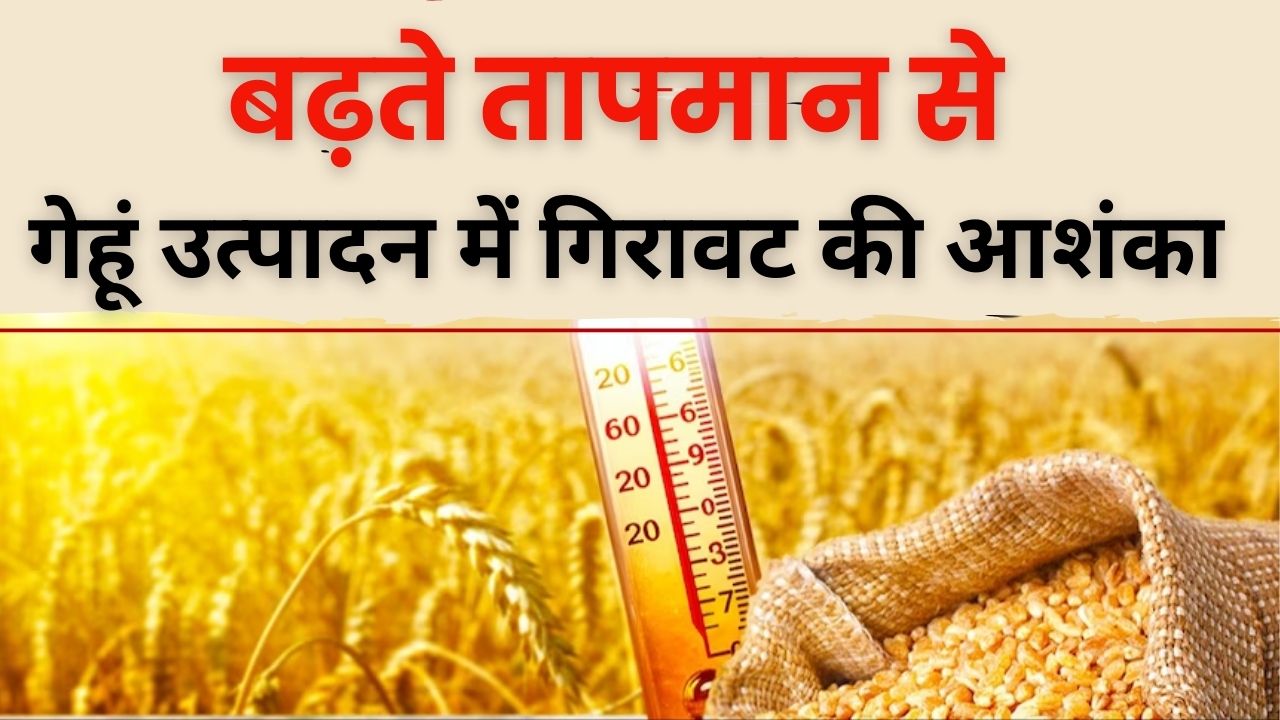 Effect of temperature on wheat crop