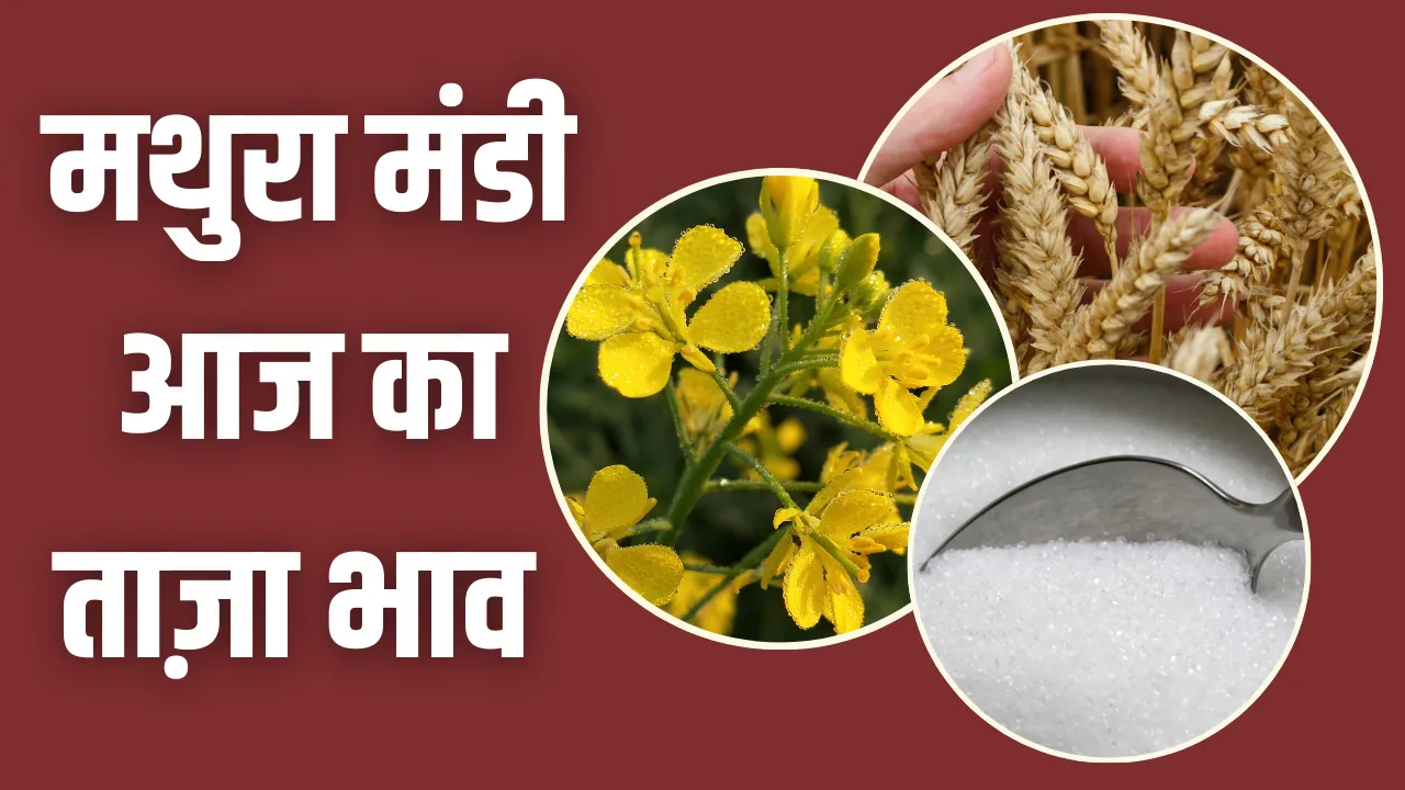 Mathura Mandi Bhav Today