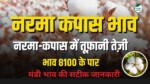 Narma Kapas Bhav