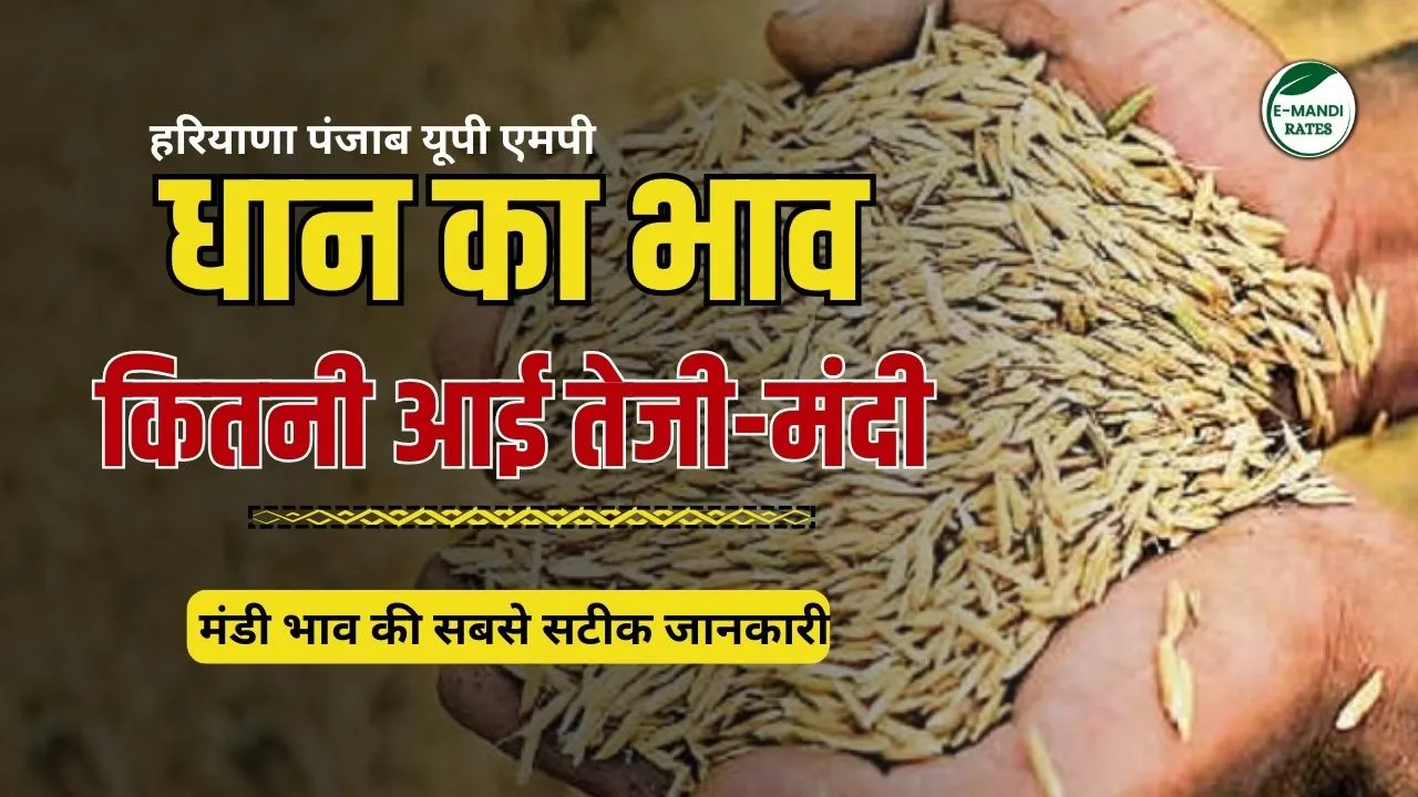 Paddy Price Today In India