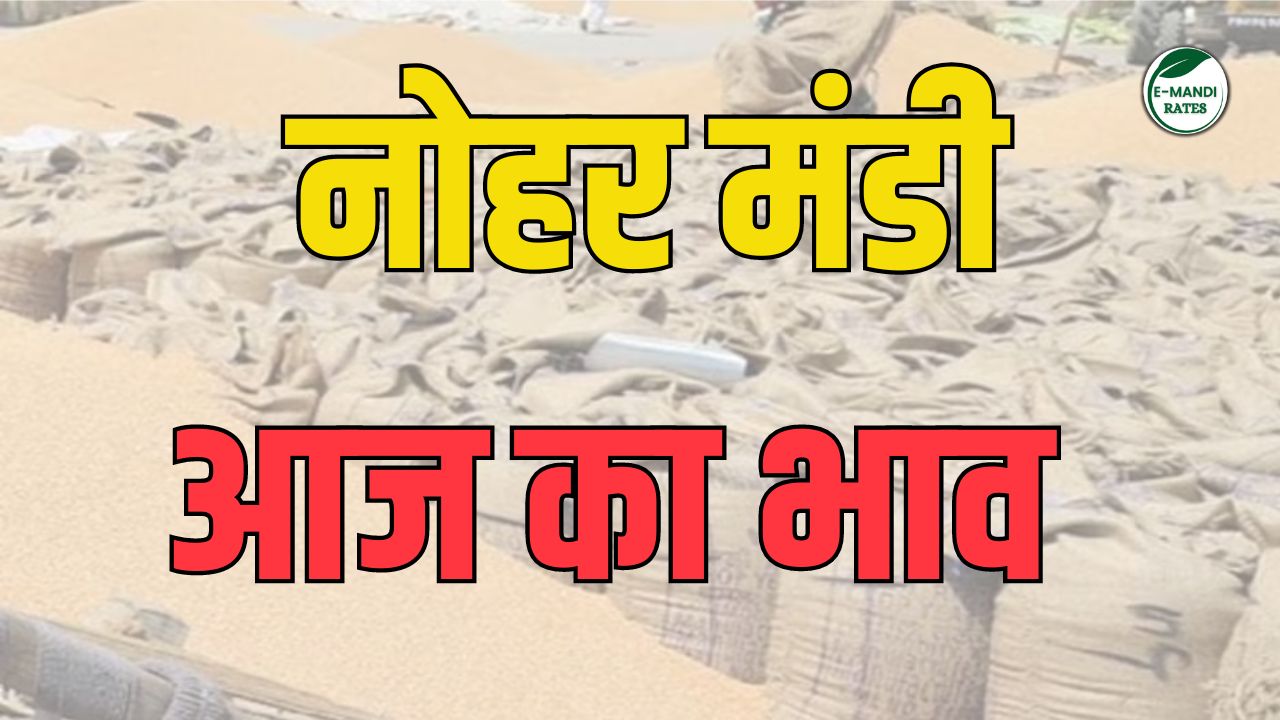 Nohar Mandi Bhav Today