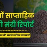सरसों भाव साप्ताहिक रिपोर्ट 1 जून 2025: मिलर्स की सक्रियता से बाज़ार में उछाल