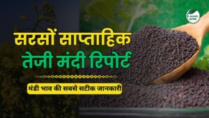 सरसों भाव साप्ताहिक रिपोर्ट 1 जून 2025: मिलर्स की सक्रियता से बाज़ार में उछाल