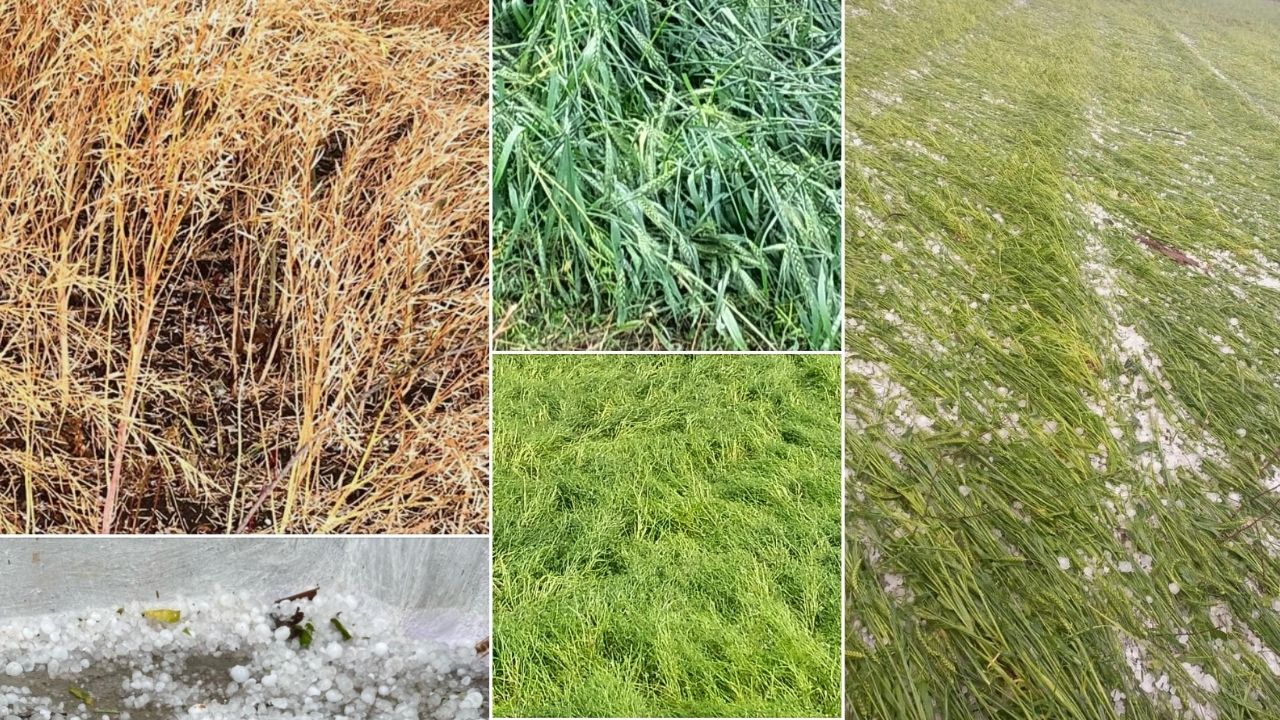 Heavy damage to mustard, wheat and other crops due to rain and hailstorm.