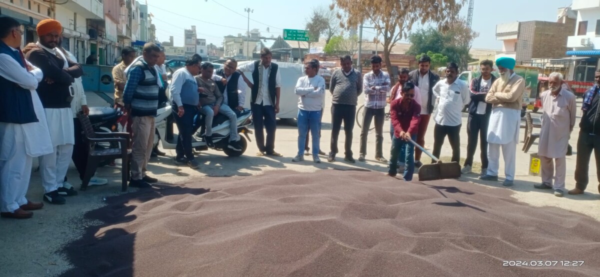 sangriya mandi sarso bhav