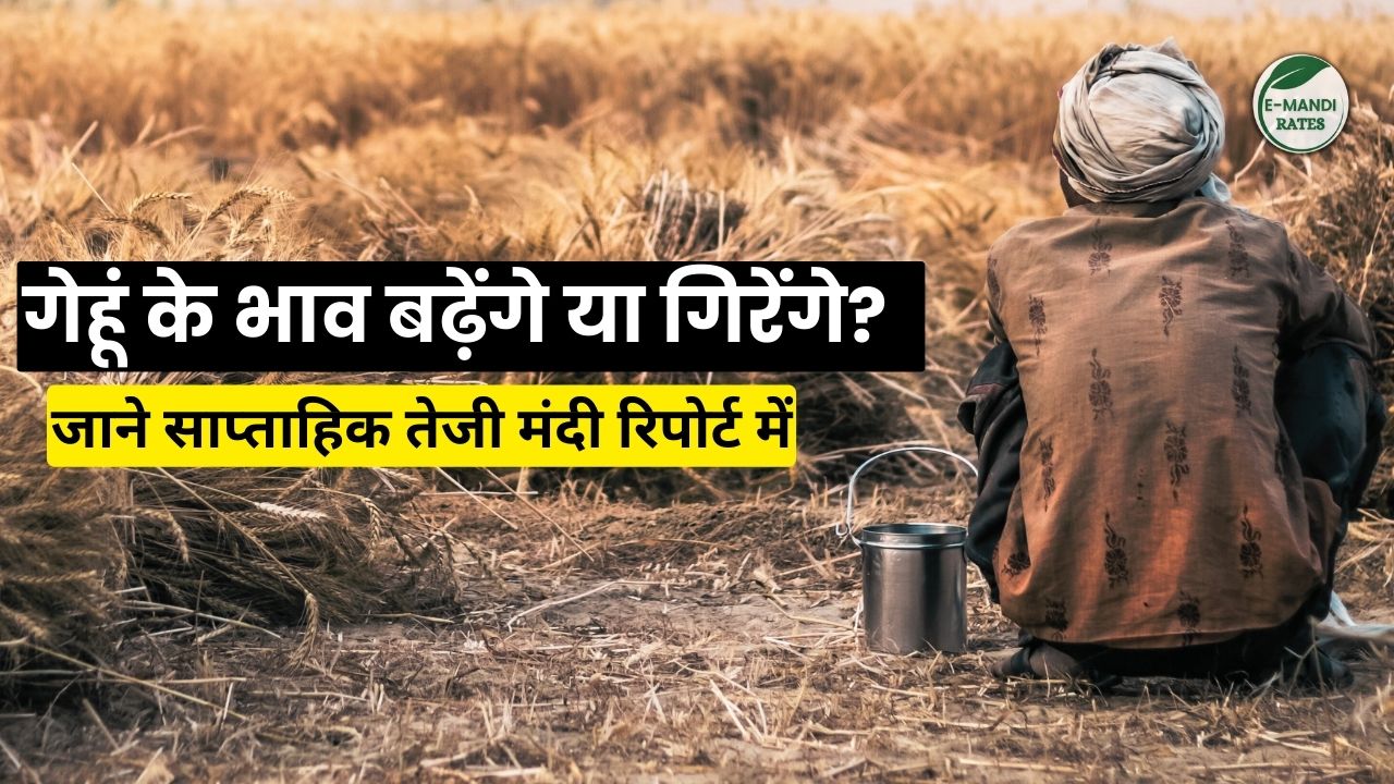 gehu saptahik Teji Mandi Report