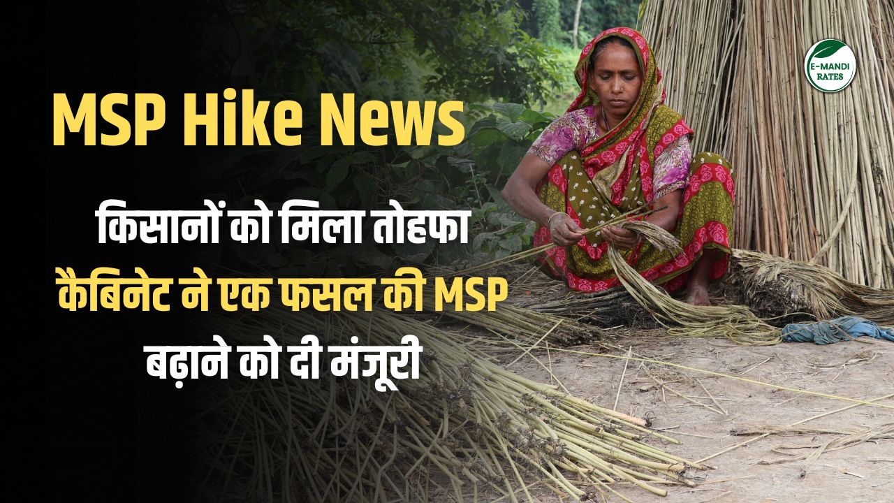 jute msp increase 2024-25
