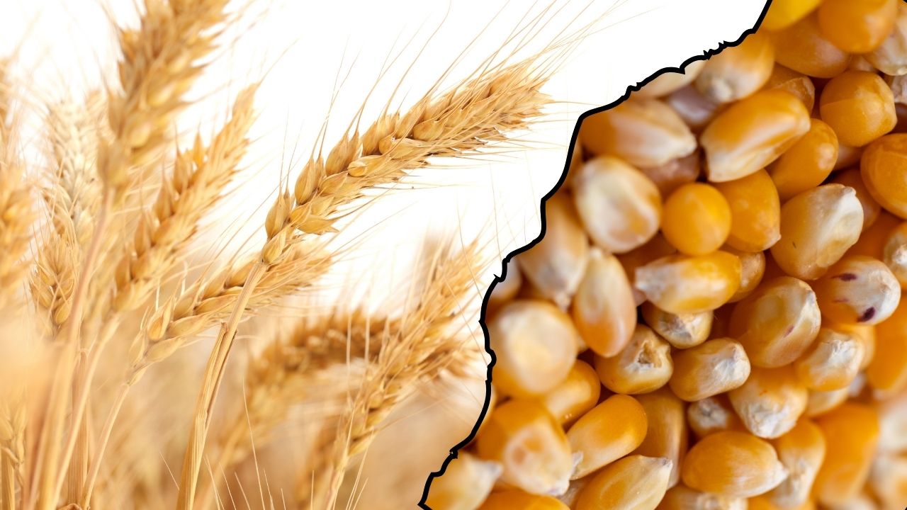 the prices of wheat, maize and millet