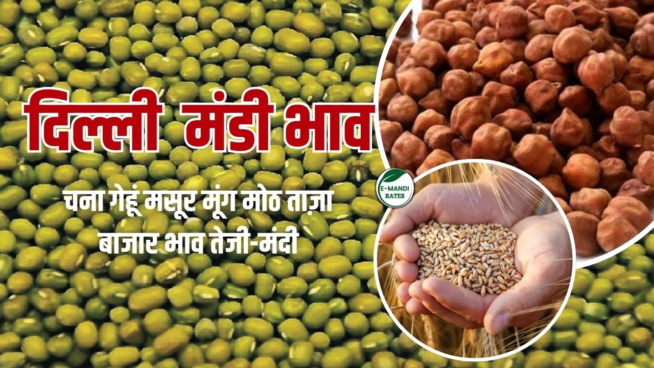 Delhi Mandi aaj ka mung moth chana gehu masur bhav