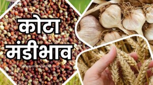 कोटा मंडी भाव 31 जनवरी 2026: उड़द 200 रुपये टूटी तो धनिया 100 रुपये तेज हुआ, देखें आज के दाम