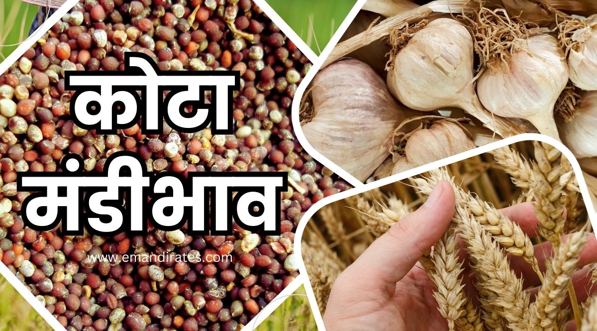 Kota Mandi Ka BHav Aaj Ka