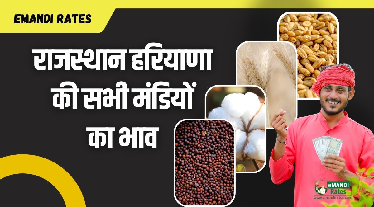 Mandi Bhav Today Update