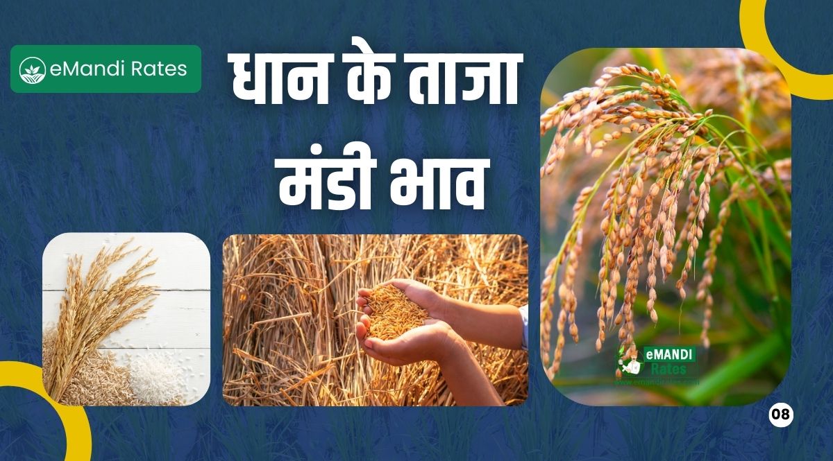 Paddy Rate 11 April : देखे आज के धान की सभी किस्मों का ताजा भाव