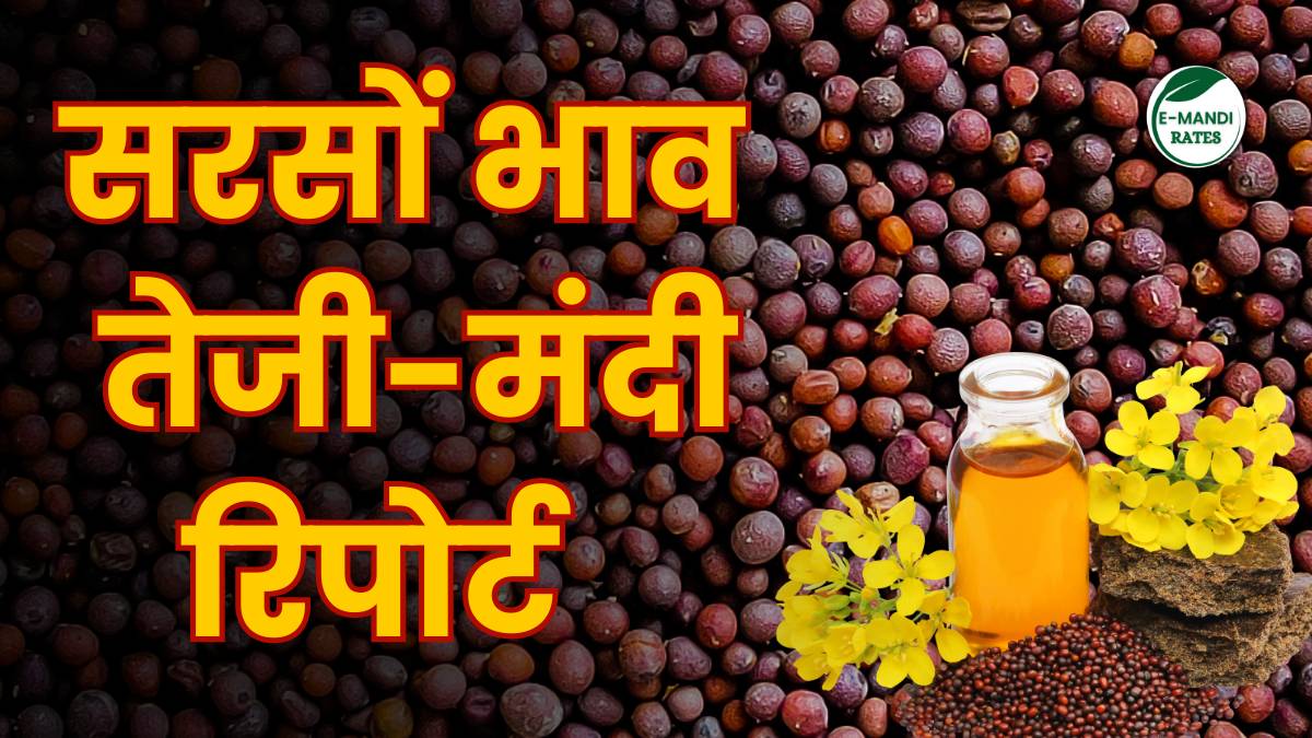 Sarso Bhav teji mandi