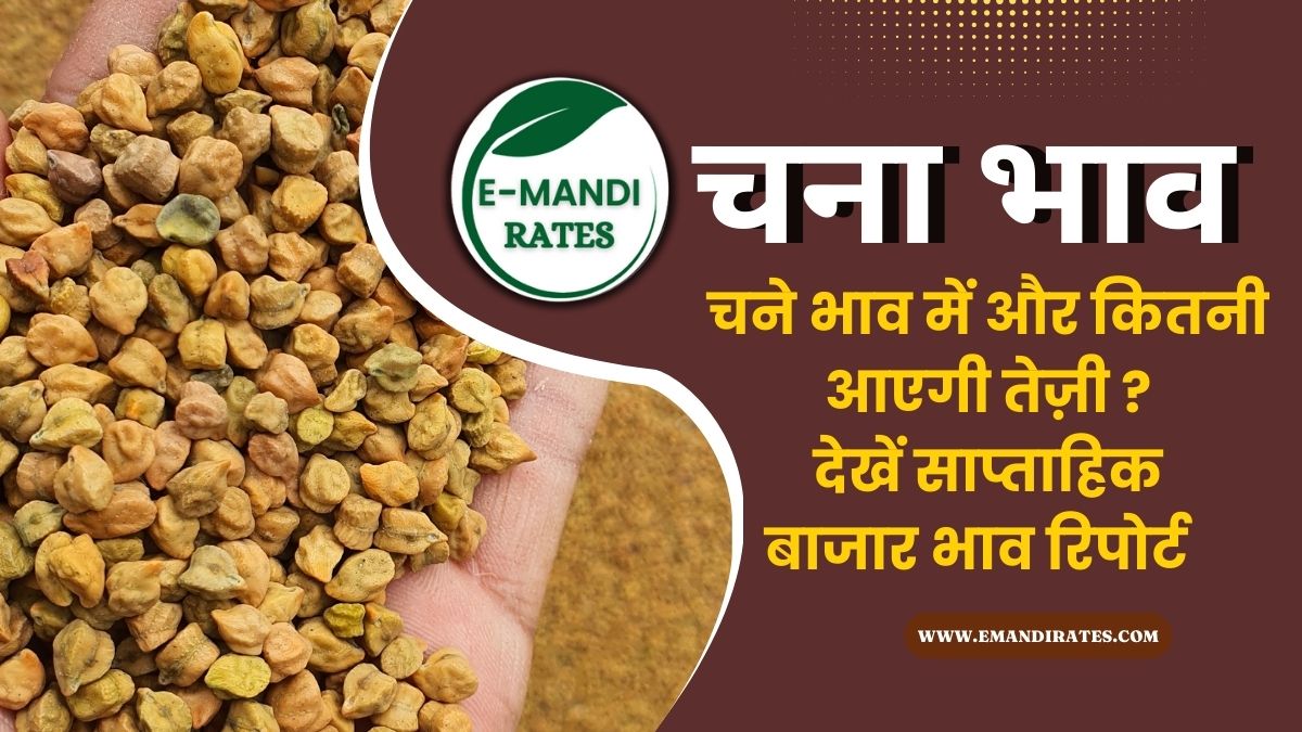 Chana Bhav Teji Mandi Report