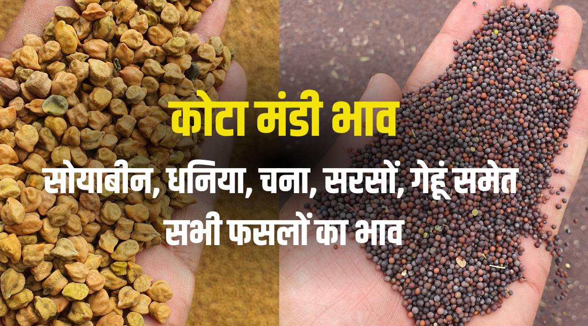 Kota Mandi Bhav 28 May 2024