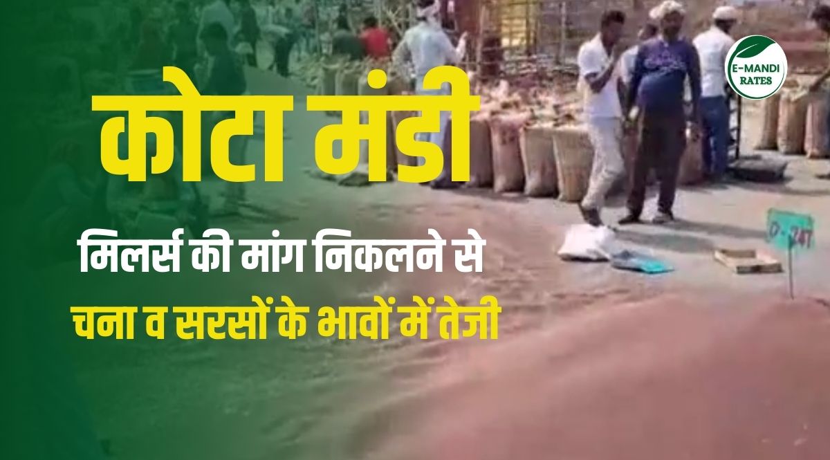 kota Mandi Bhav Today