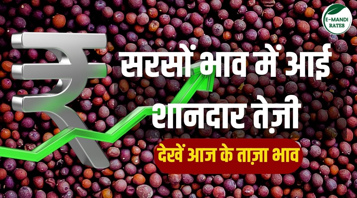 Strong rise in mustard prices today