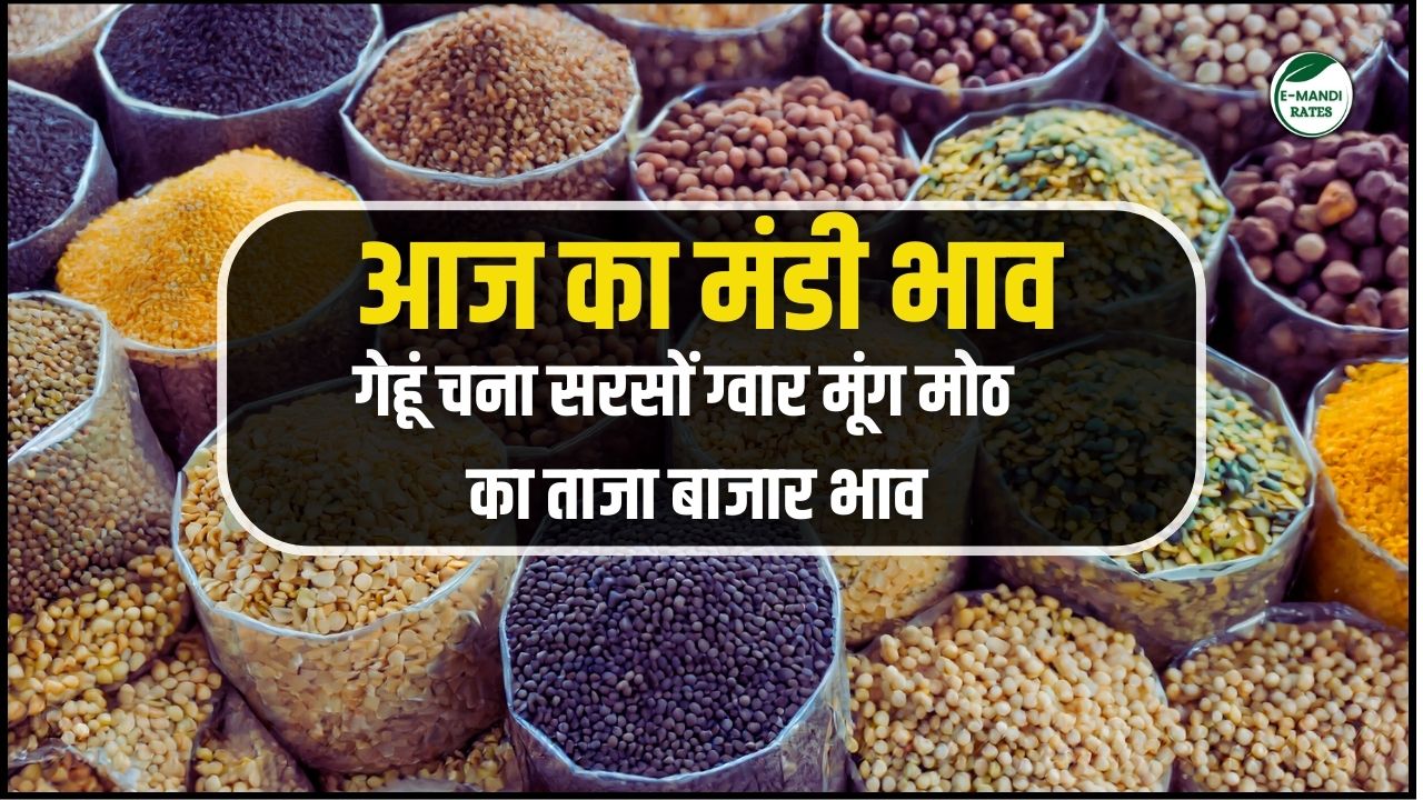 aaj ka taza mandi bhav