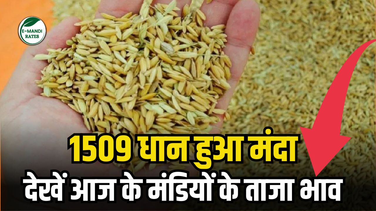 Aaj Ka 1509 Dhan Mandi Bhav