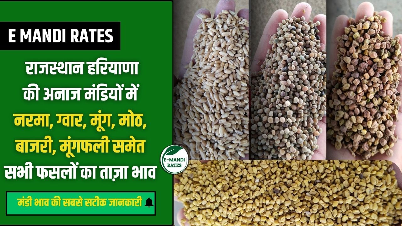 Anaj Mandi Bhav Today