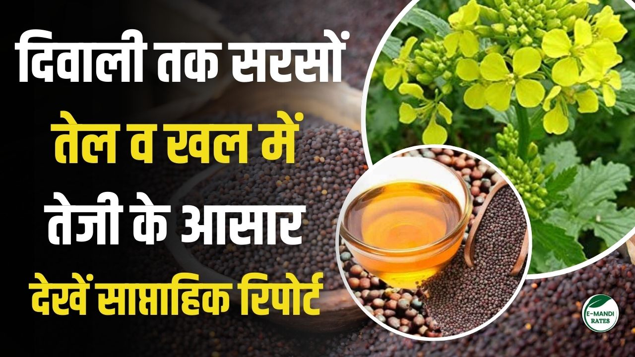 Mustard weekly bullish-bearish report