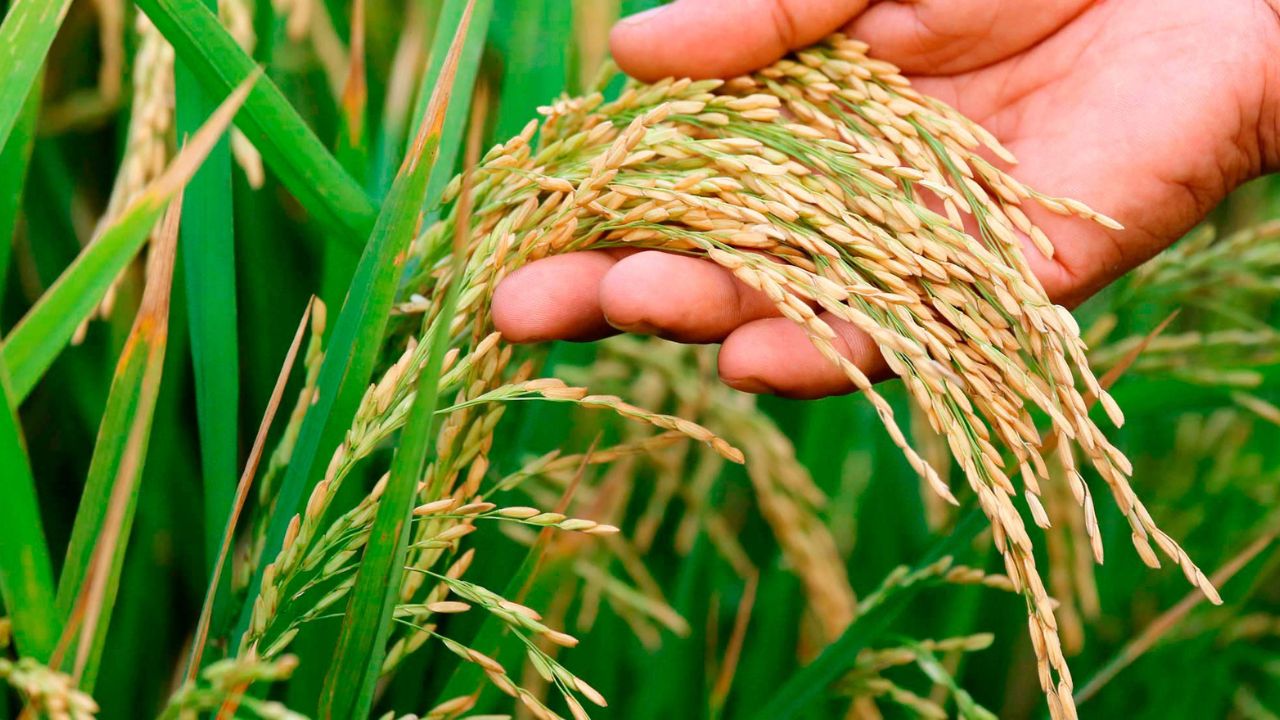 1509 Paddy Price today dhan bhav