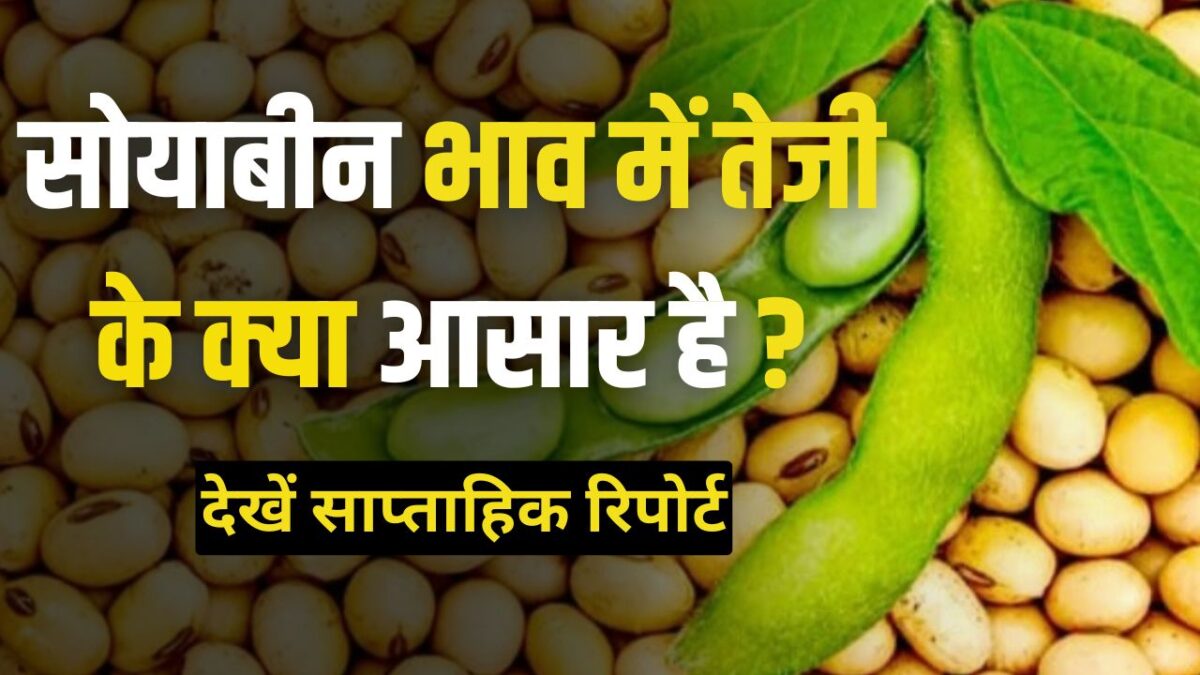 Emandi Ravi आखिर सोयाबीन का भाव कब बढ़ेगा 2024 में ? देखें साप्ताहिक तेजी-मंदी ...