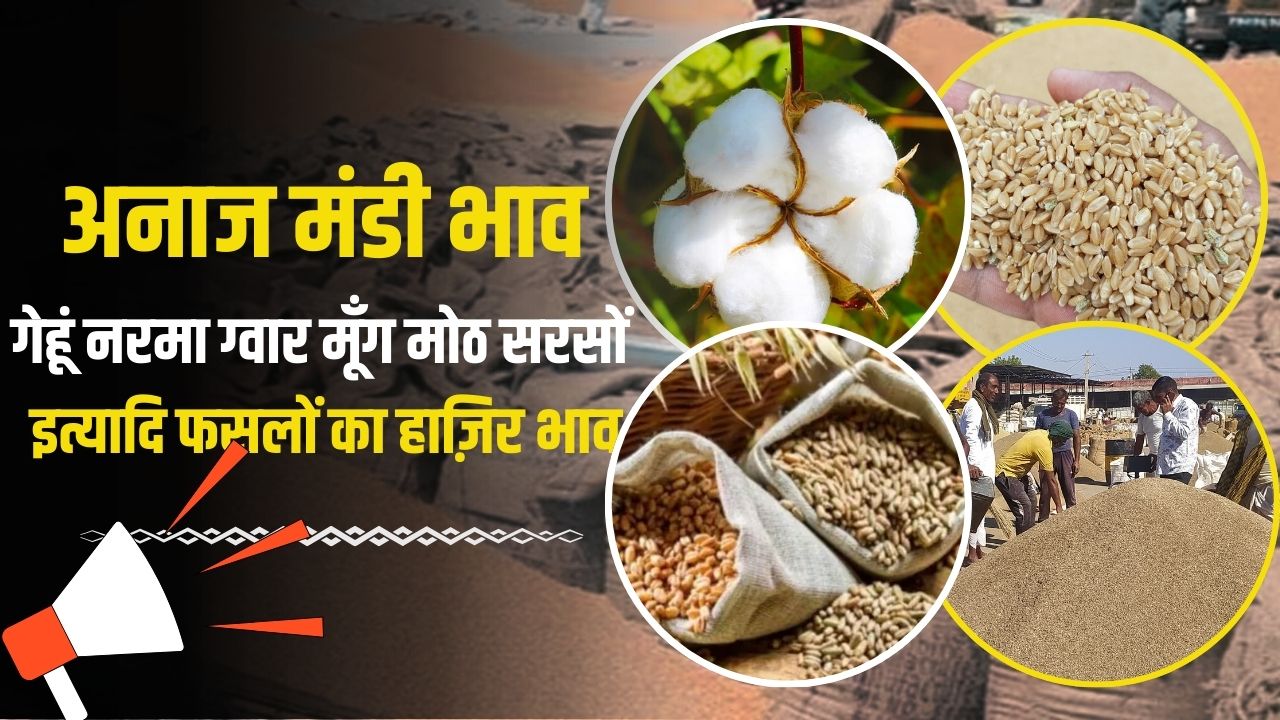 anaj mandi bhav today