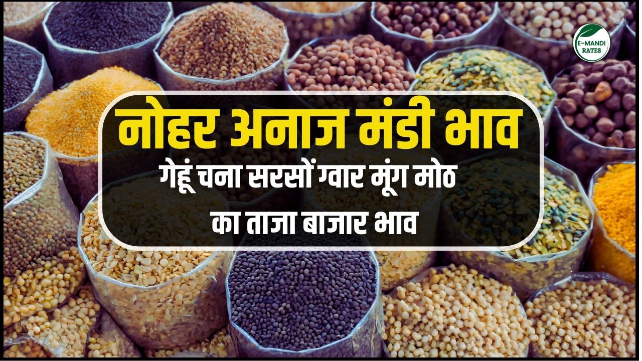 nohar anaj mandi bhav today