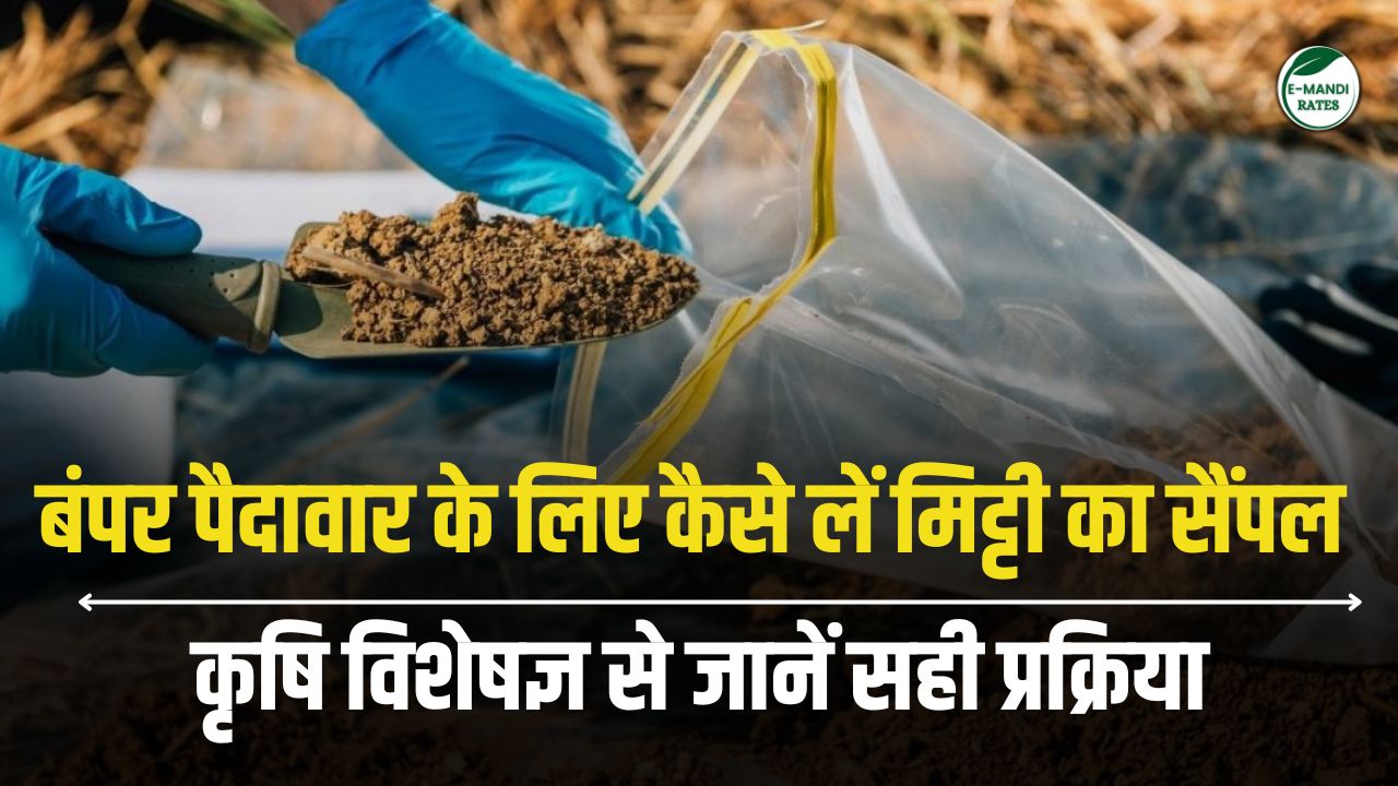 How to take soil sample for bumper yield, know the correct method from agricultural expert