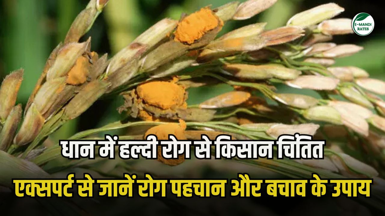 dhan me haldi rog ki dawa