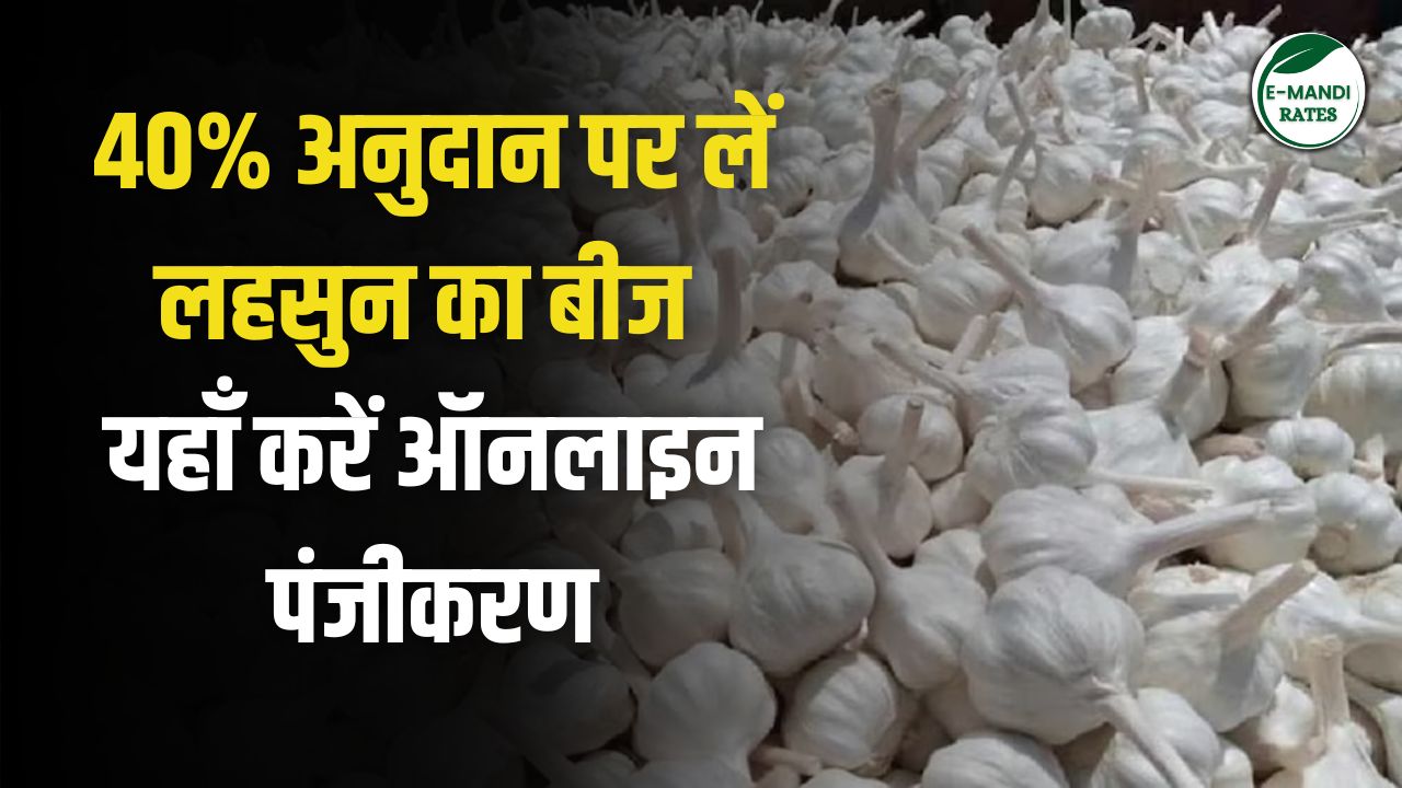 Buy garlic seeds at 40 percent subsidy