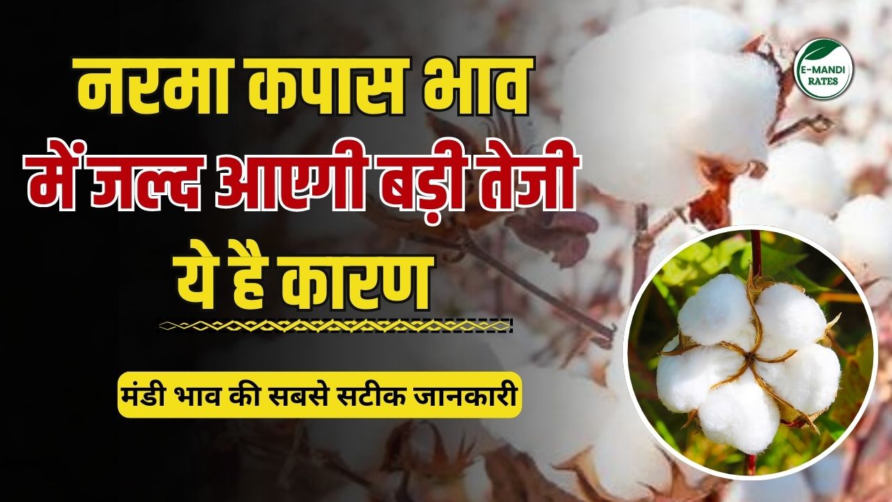 Cotton prices will rise soon