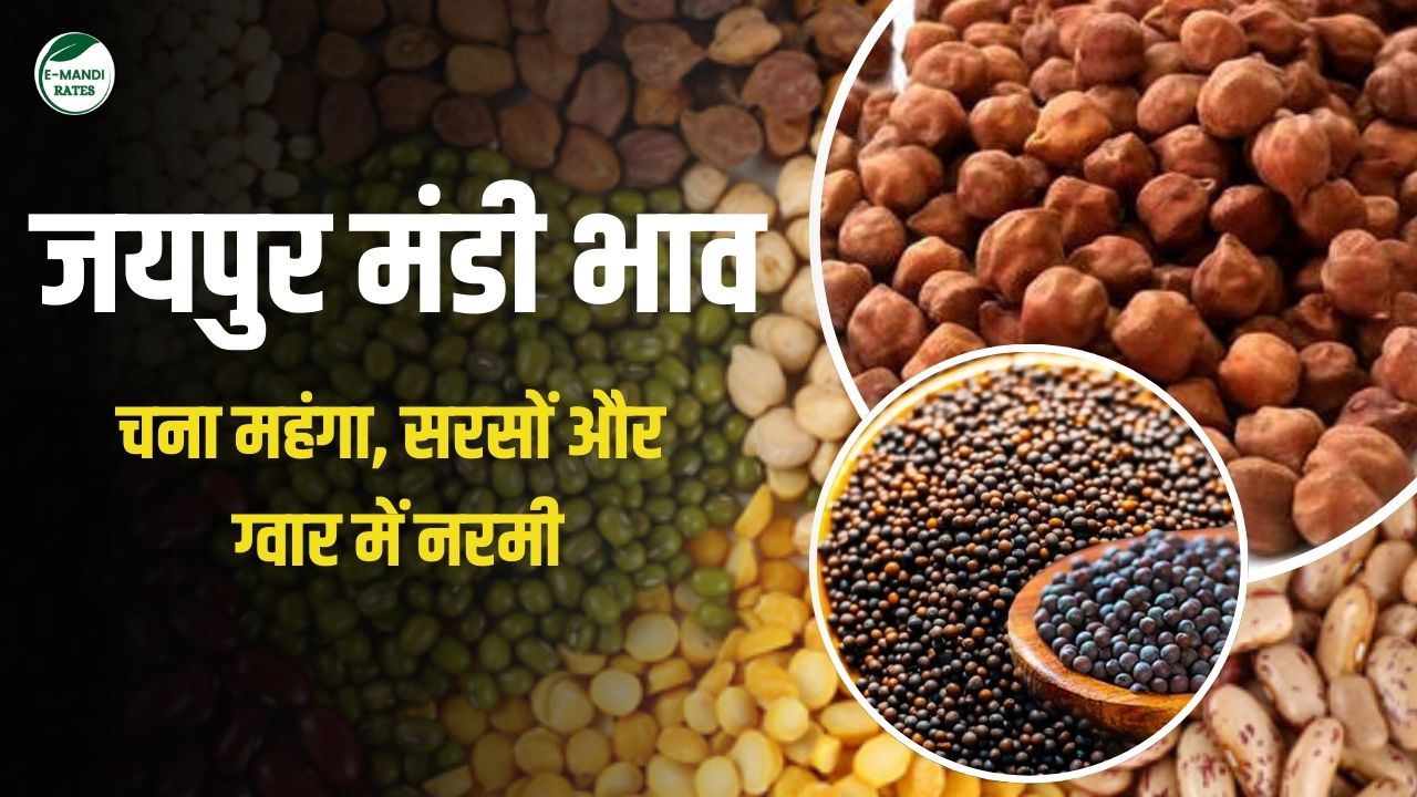 Jaipur mandi ke bhav