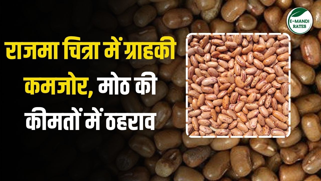 Rajma Chitra's customer base is weak, impact of imports from China | Moth prices remain stable