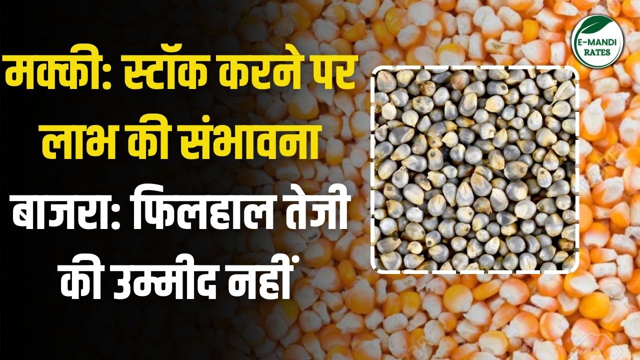 Rise and fall report of millet and maize