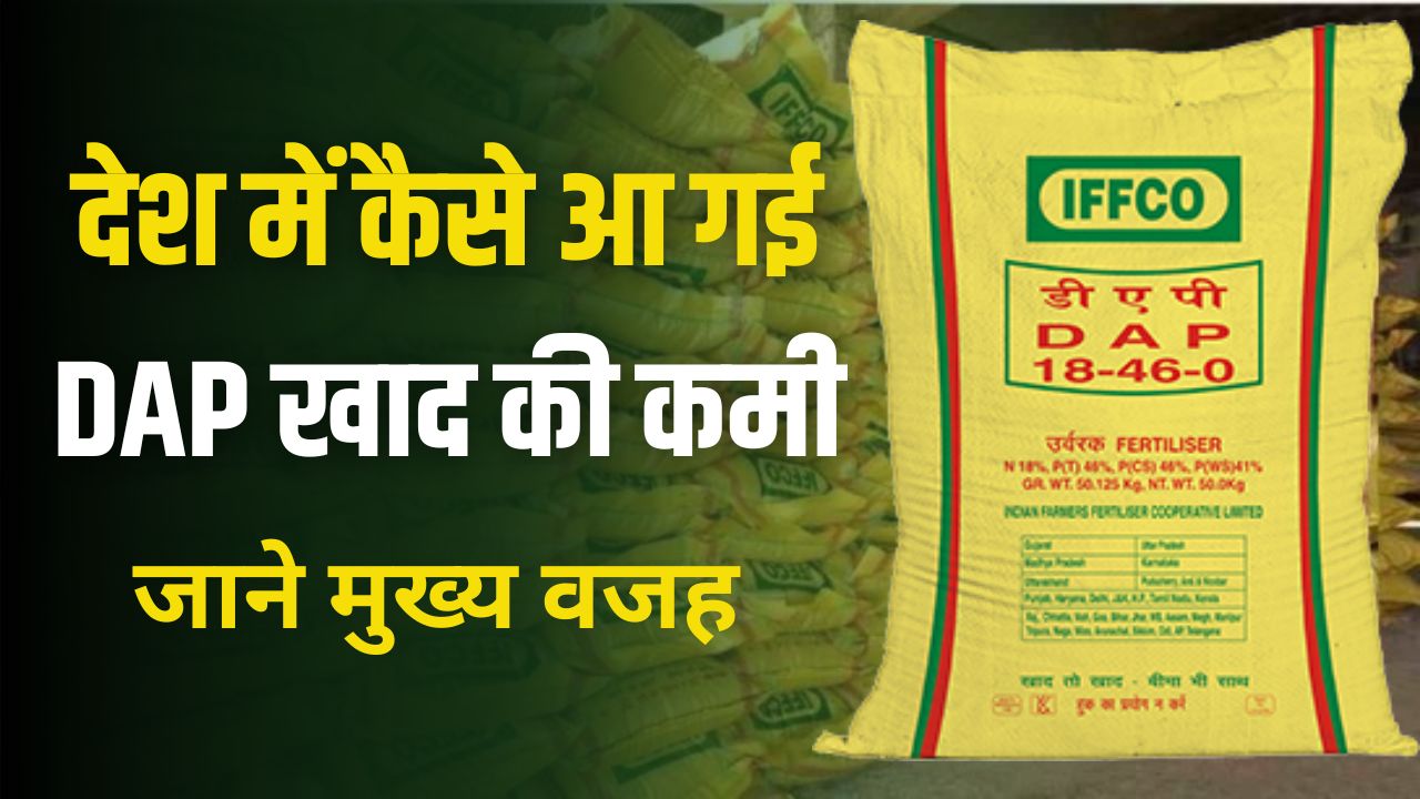 Shortage of DAP fertilizer
