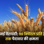 आ गई गेहूं की नई वैरायटी: 90 क्विंटल प्रति हेक्टेयर तक पैदावार, इन्हें मिलेगा सर्टिफाइड बीज