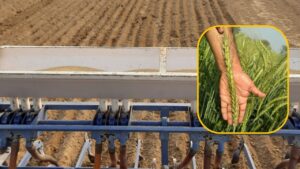 गेहूं की बुवाई: 15 नवंबर तक उचित समय, किसान अच्छी पैदावार के लिए अपनाये ये उपाय