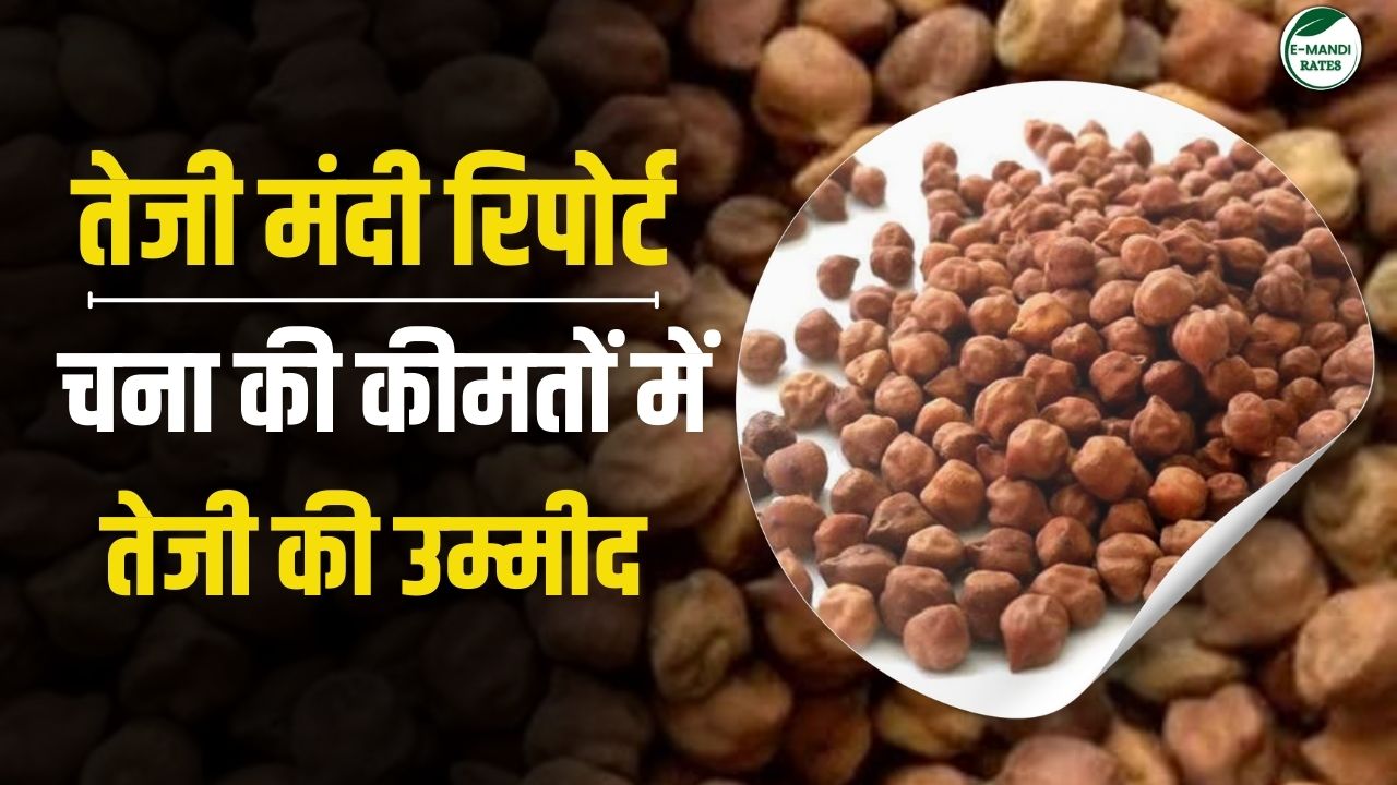 chana teji mandi 2025