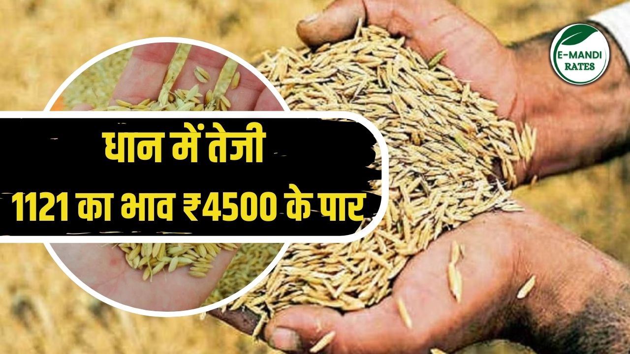 1121 paddy price rises above 4500, see today's latest price