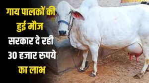 गाय पालकों की हुई मौज सरकार दे रही 30 हजार रुपये का लाभ, सीएम ने की ये घोषणा