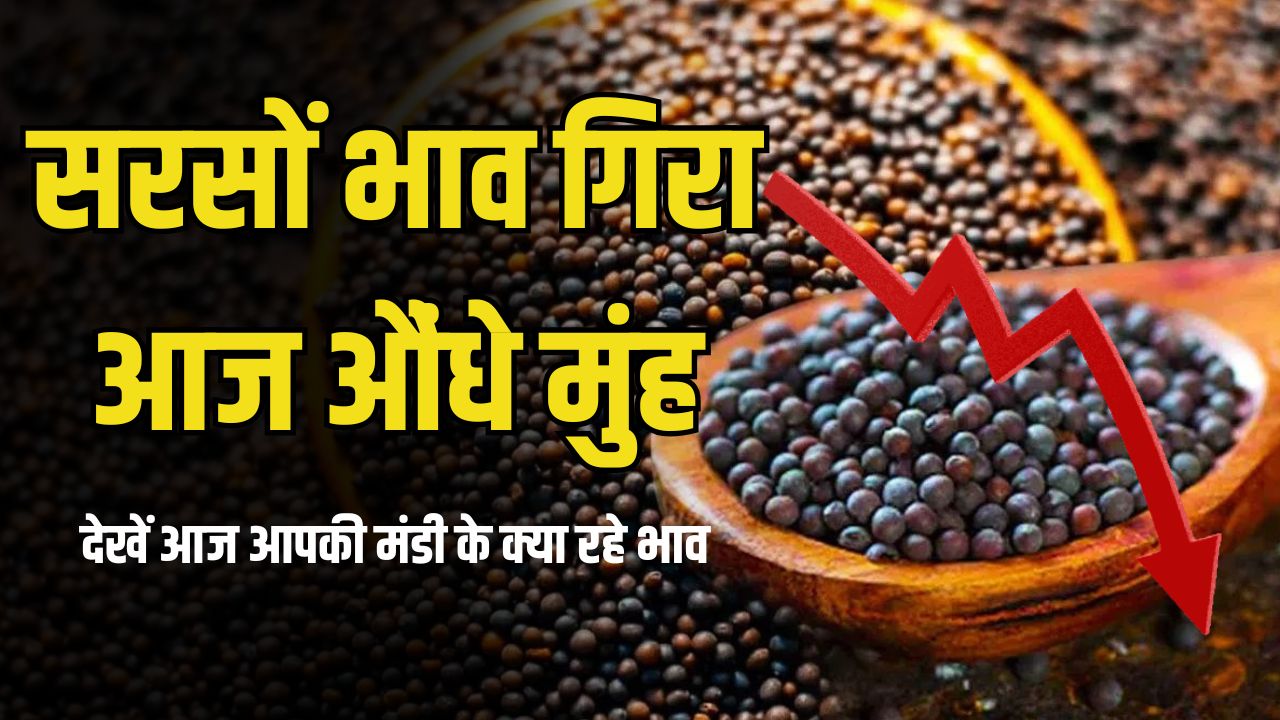 Heavy fall in mustard prices