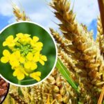 Rabi Season 2024-25: राजस्थान में सरसों का रकबा 19% घटा, गेहूं और चना की खेती भी लक्ष्य से पीछे, उत्पादन में आ सकती है गिरावट