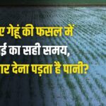 Wheat Irrigation : गेहूं में कब और कितनी बार दें पानी, एक्सपर्ट से जानें सही तरीका